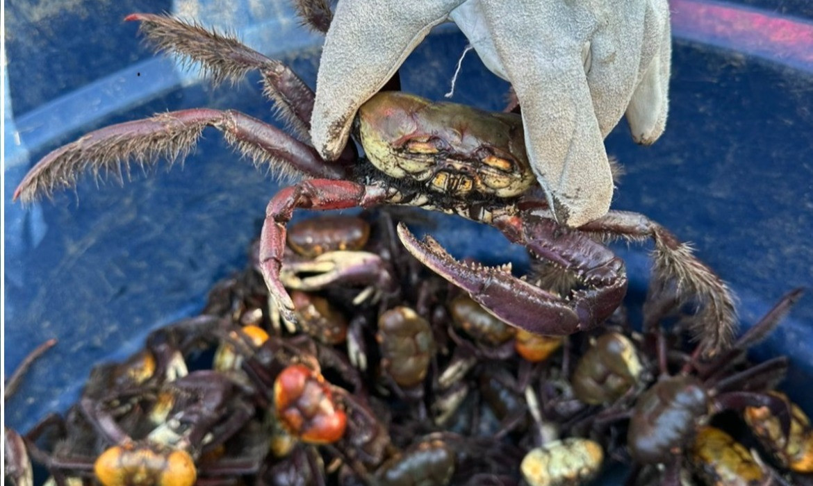 Fiscalização faz apreensão de 172 caranguejos durante período de defeso