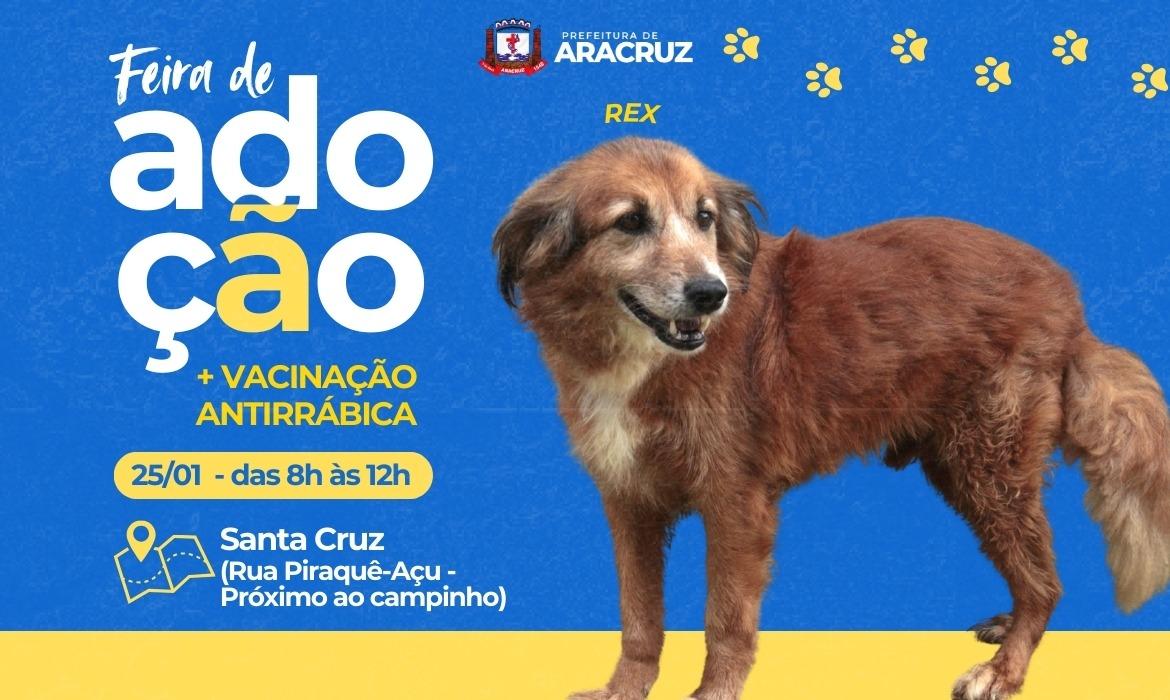 Encontre um amor verdadeiro na feira de adoção animal