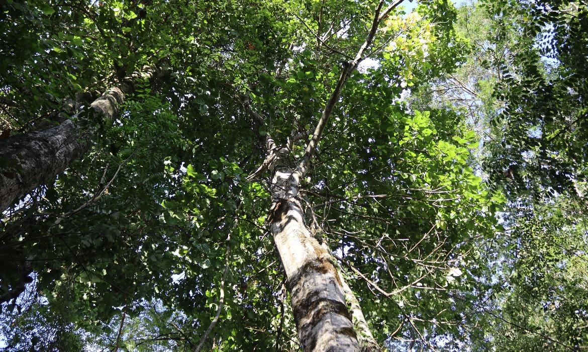 Semana do Meio Ambiente: ações irão promover conscientização e sustentabilidade