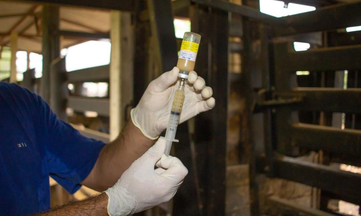 Brucelose: Secretaria de Agricultura orienta produtores rurais a vacinar bezerras de 3 a 8 meses