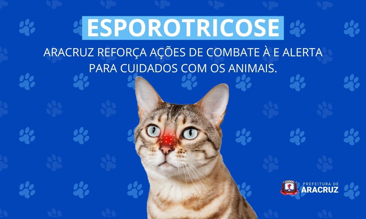 Esporotricose: Aracruz reforça ações de combate e alerta para cuidados com os animais - A esporotricose, uma doença de nome pouco familiar para muitos, tem registrado crescimento significativo em Aracruz nos últimos anos. Causada pelo fungo Sporothrix, ela afeta principalmente os gatos, que são os principais transmissores, mas também pode atingir os seres humanos, e isso torna o alerta ainda mais importante.