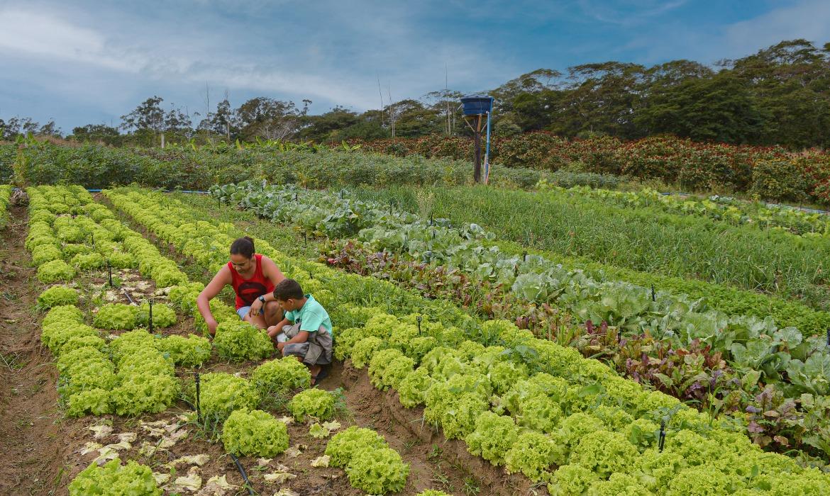 Prefeitura promove Semana Municipal de Agricultura e Sustentabilidade em celebração ao Dia do Agricultor - Para comemorar o Dia do Agricultor, celebrado em 28 de julho, a Secretaria Municipal de Agricultura, Pecuária e Pesca (Semap) realizará a “Semana Municipal de Agricultura e Sustentabilidade”.