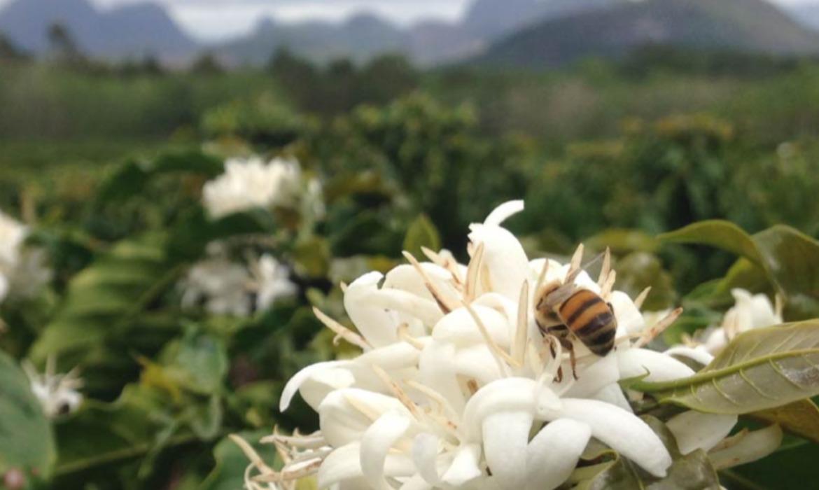 Seminário reforça papel da polinização na cafeicultura capixaba