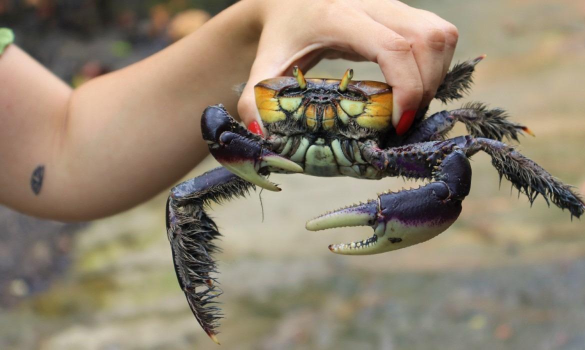 Secretaria de Meio Ambiente divulga período de andada do caranguejo-uçá em 2026