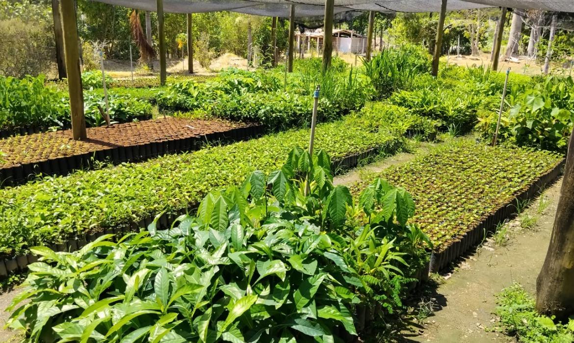 Viveiro Municipal produz mais de 50 mil mudas durante 2025