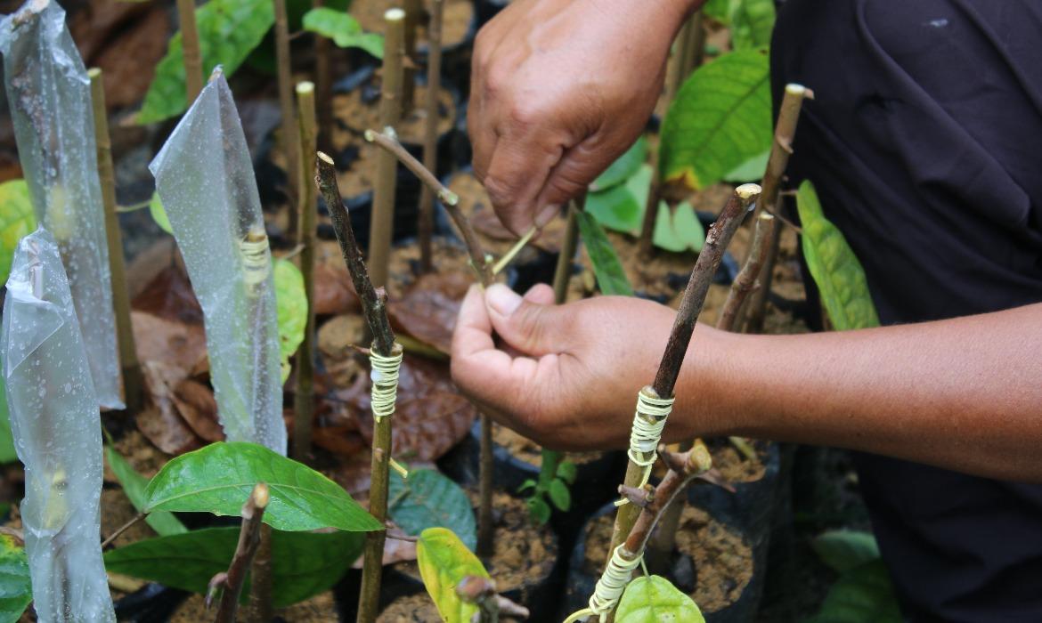 Capacitação no Campo: Produtores Rurais podem participar de Treinamentos em Enxertia do Cacaueiro, Poda de Frutas Tropicais e Inclusão Digital