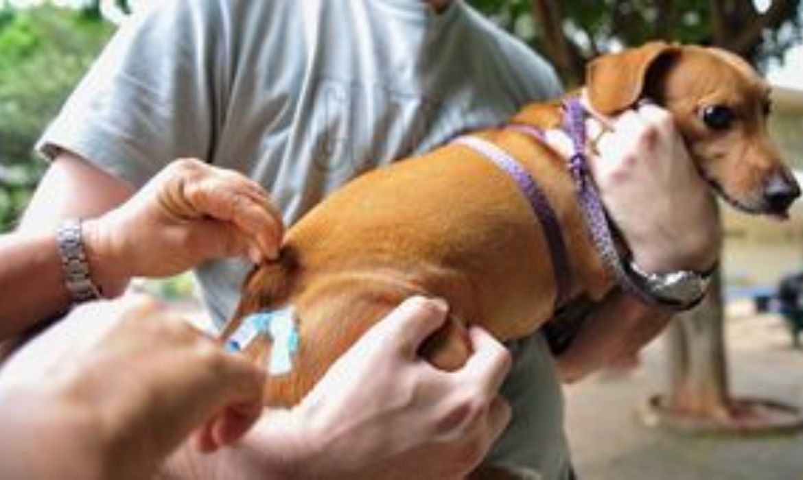 Mais de 1.500 cães e gatos já estão vacinados contra a raiva em Aracruz