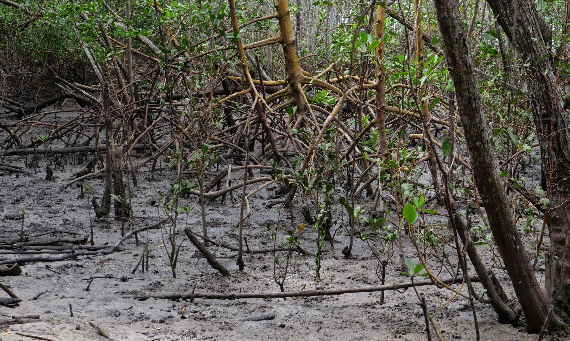 Participe do 2º Mutirão de Limpeza do manguezal da reserva do Piraquê-Açu