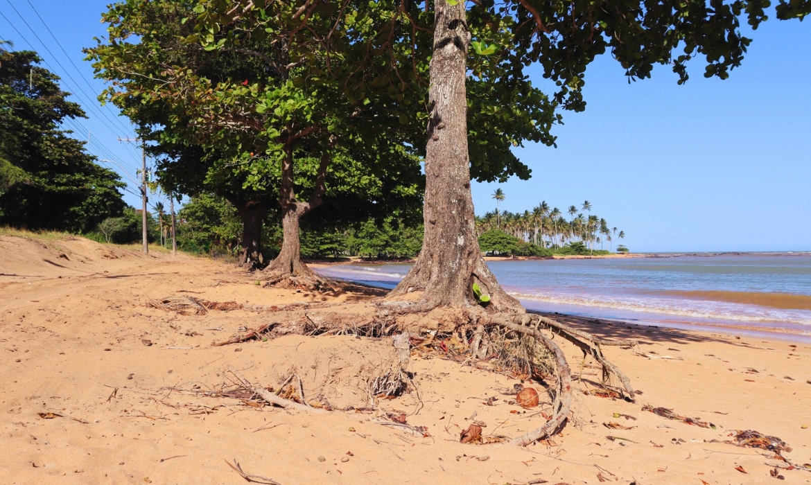 Recuperação da restinga vai evitar erosão na praia de Coqueiral de Aracruz.