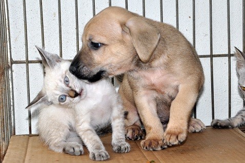 Prefeitura promove campanha de vacinação contra "raiva animal"