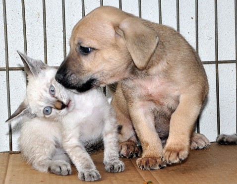 SAÚDE - Centro de Controle de Zoonoses realiza 10ª Feira de Adoção de Cães e Gatos em Aracruz