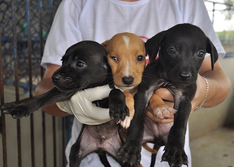 Secretaria de Saúde realizará 7ª Feira de Adoção de Cães e Gatos em Aracruz