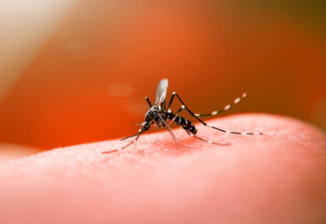 Dengue: intensifique os cuidados com o mosquito no período de chuva!