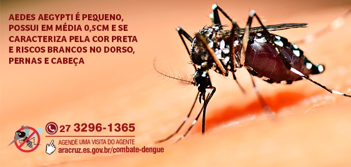 Aedes aegypti: reconheça as características do mosquito e as precauções que devem ser tomadas