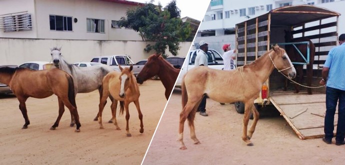 Prefeitura inicia processo de contratação de empresa para recolhimento de animais