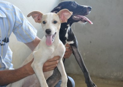 Problemática de cães soltos em vias públicas é tema de reunião em Santa Cruz