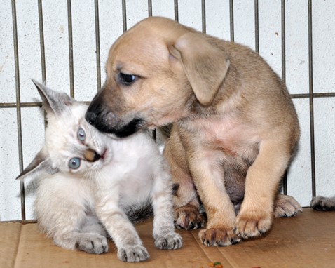 8ª Feira de Adoção de Cães e Gatos acontece neste sábado (26) em Aracruz