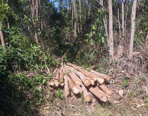 Prefeitura e órgãos de segurança pública apreendem toras de eucalipto em Aracruz