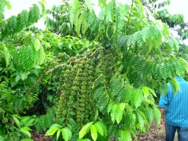 Melhores produtores de café serão premiados por produtividade e qualidade em Aracruz