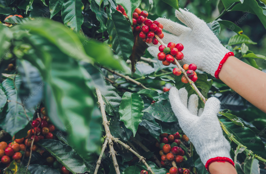 Agricultura: cafeicultores de Aracruz participam de assembleia para incorporação na Cooabriel