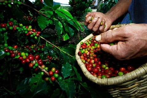 Produtores rurais de Aracruz vão receber a Caravana da Agricultura em sua comunidade