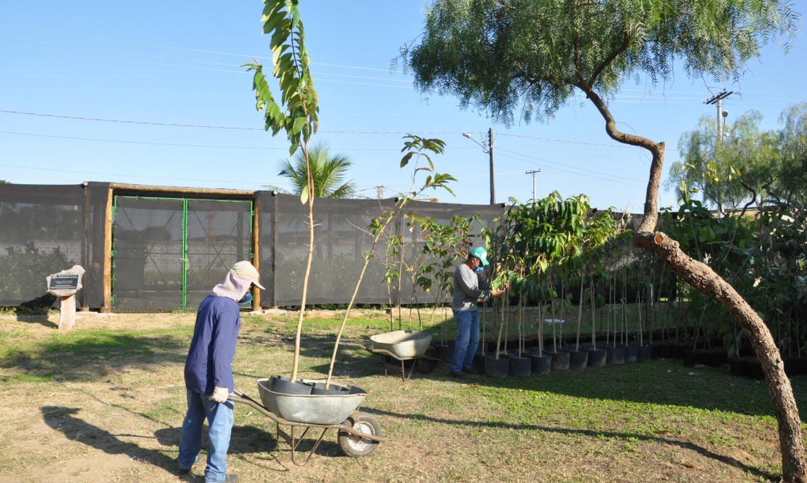 Meio Ambiente vai arborizar ruas do bairro Santa Rita, em Jacupemba