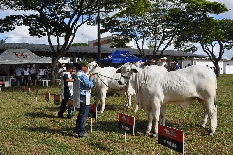 Mais de 140 animais são avaliados na X Exposição Internacional de Nelore 