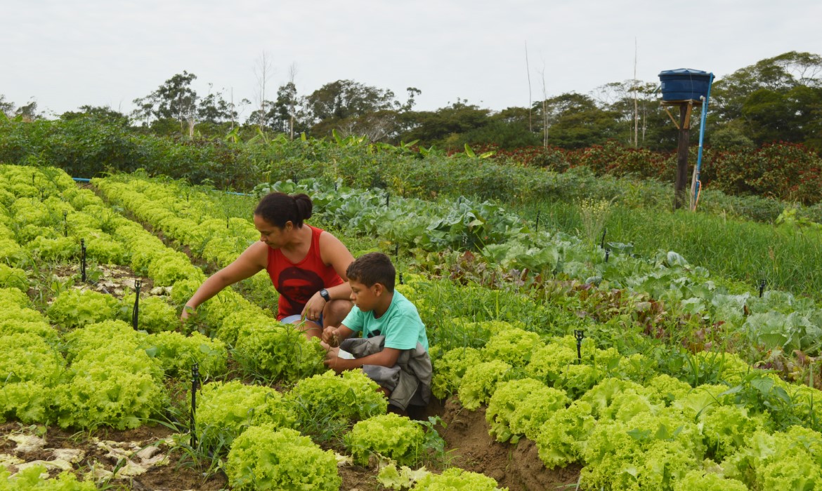 Famílias do Acampamento Índio Galdino resgatam estilo de vida natural enquanto produzem alimentos saudáveis em Aracruz 