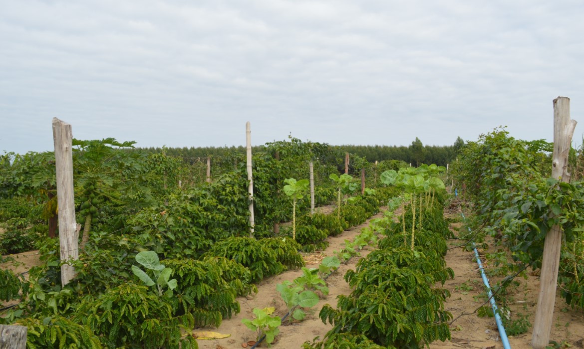 Aracruz institui a Semana Municipal de Agricultura e Sustentabilidade