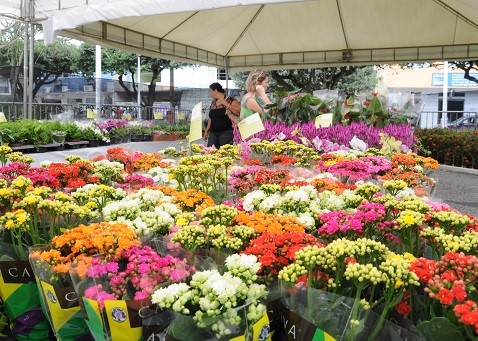 Exposição de flores de Holambra chega a Aracruz