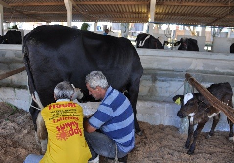 ExpoAracruz 2012: programação agropecuária já começou!