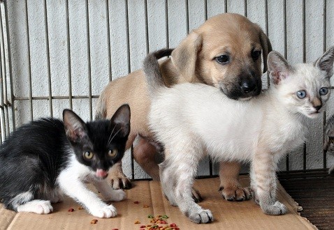 Centro de Controle de Zoonoses realiza 12ª Feira de Adoção de Cães e Gatos em Aracruz