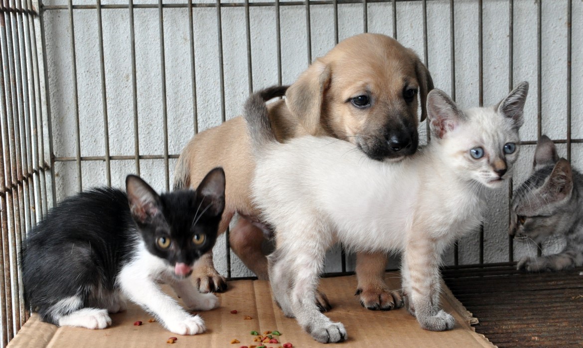 Centro de Controle de Zoonoses realiza 11ª Feira de Adoção de Cães e Gatos no bairro Coqueiral, em Aracruz