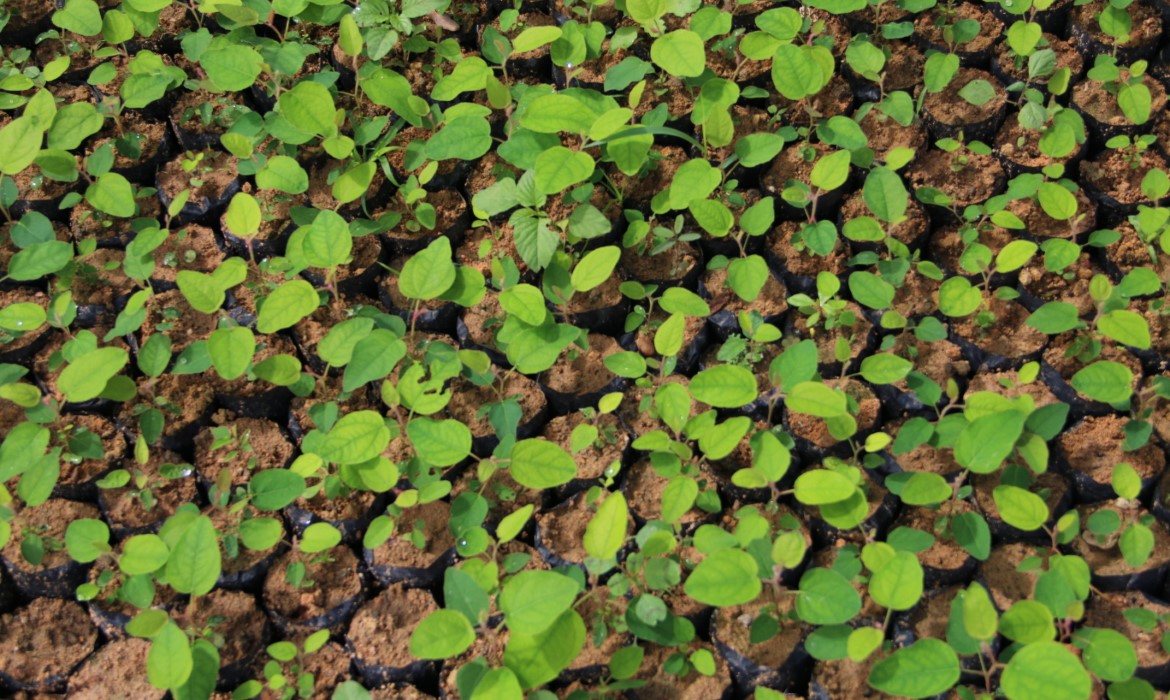 Onda Verde: plantio de árvores na EMEF Caieiras Velhas será nesta sexta 