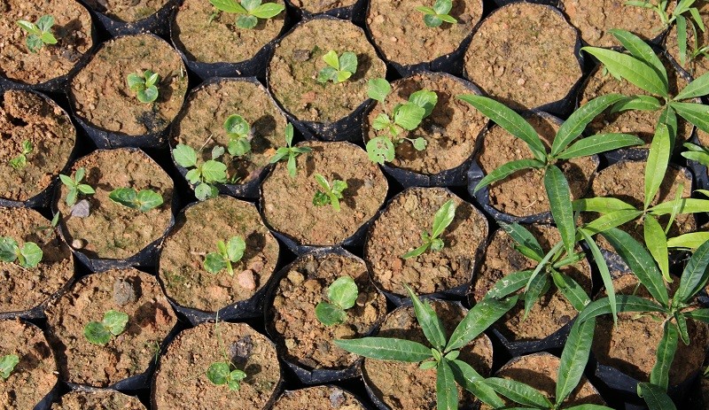 Ecoara: Dia Mundial do Meio Ambiente terá feira de ecologia na praça central