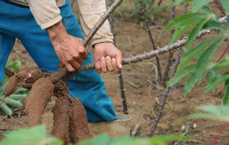 Prefeitura de Aracruz e Incaper vão premiar agricultores que são exemplos em sustentabilidade 