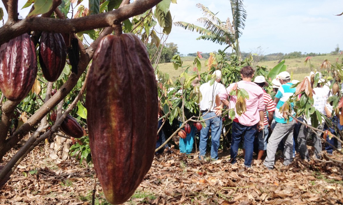 Produção de cacau é tema do próximo Dia de Campo em Rio Francês 