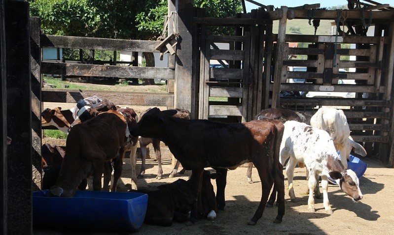 Produtor Rural: encontro em Mucuratá destaca a criação de bezerras 