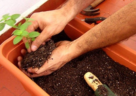 CRAS de Guaraná abre 30 vagas para cursos de jardinagem e horticultura