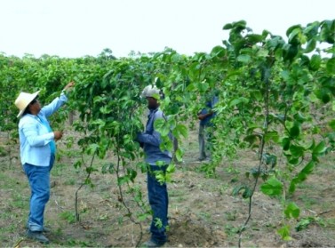 Entrega de Alimentos da Agricultura Familiar para merenda escolar acontece nesta segunda