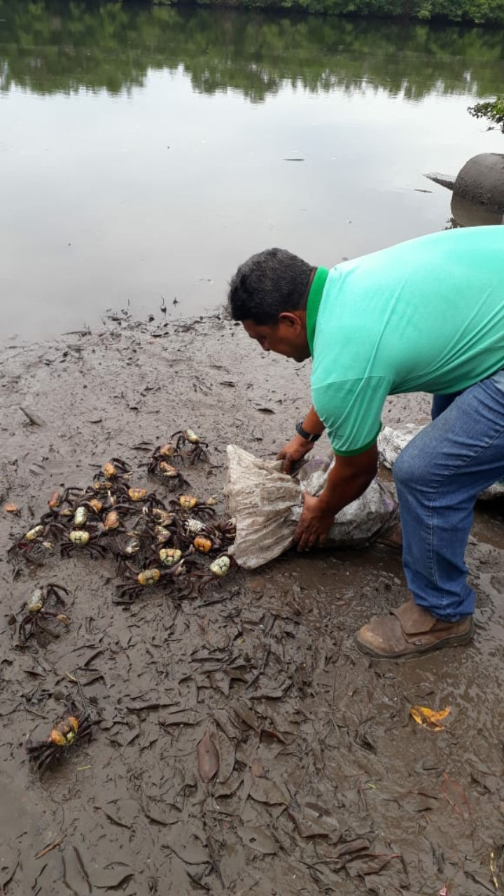 Caranguejos resgatados durante defeso são devolvidos ao manguezal