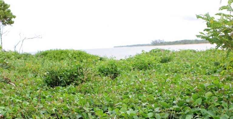 Meio Ambiente inicia serviço de manejo da restinga em cinco praias