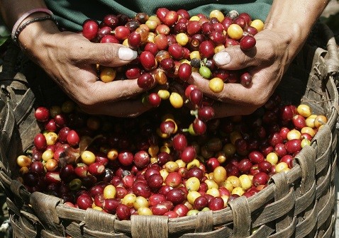 Cafeicruz assina convênio para reestruturação da cooperativa em Guaraná