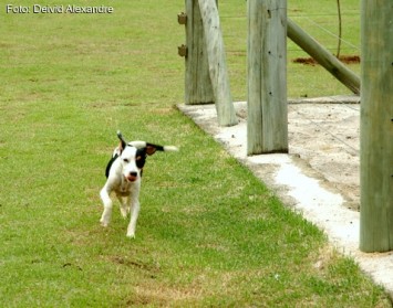 CCZ vai estar aberto neste sábado (15) para adoção de cães e gatos em Aracruz