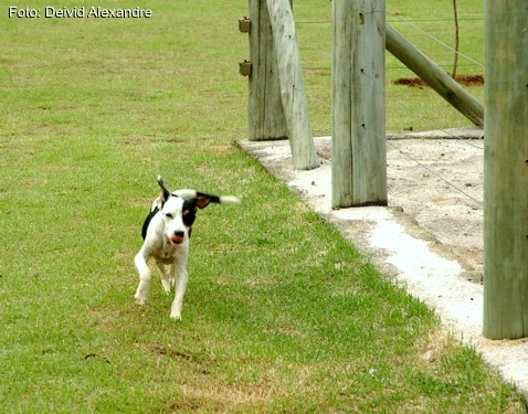 CCZ vai estar aberto neste sábado (12) para adoção de cães e gatos em Aracruz