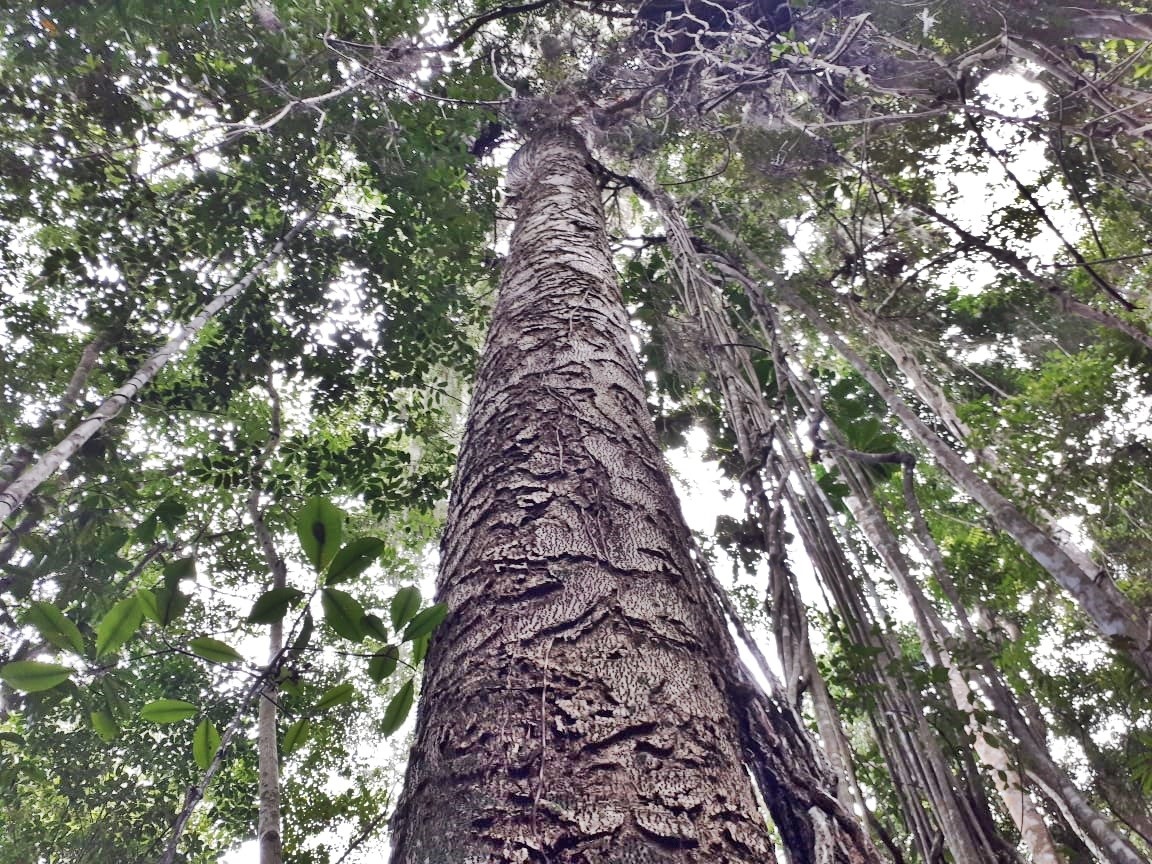 Respire Fundo! Veja os benefícios das árvores