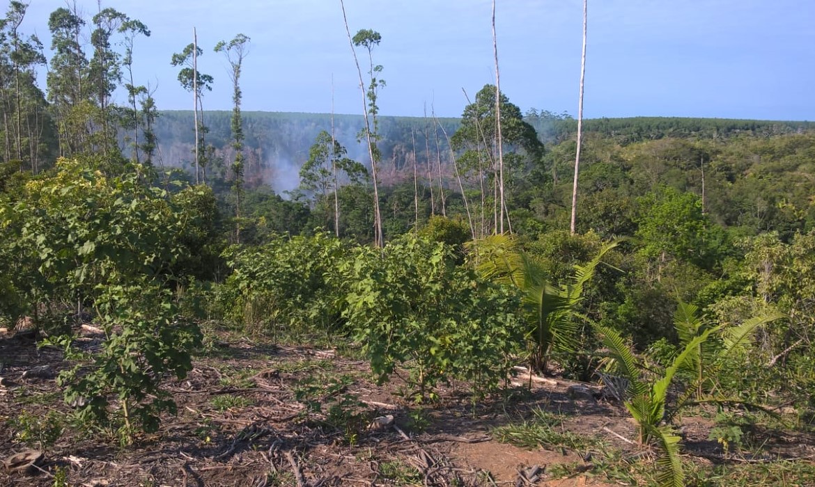 Secretaria do Meio Ambiente monitora incêndio em área de turfa no distrito de Santa Cruz 