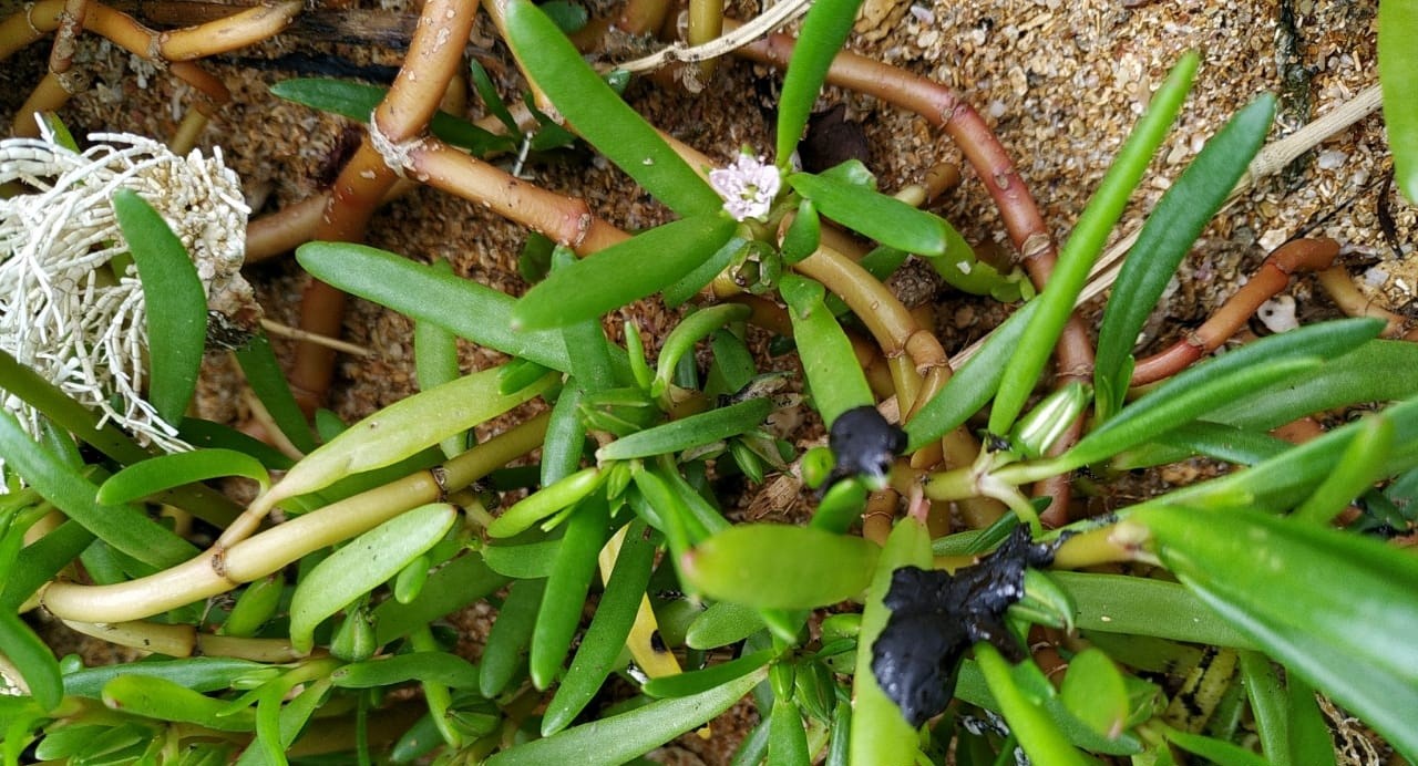 Marinha confirma que fragmentos de óleo encontrados nas praias de Aracruz são os mesmos do Nordeste