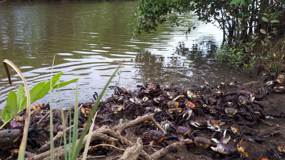 Mais de 700 caranguejos resgatados durante defeso são devolvidos ao manguezal