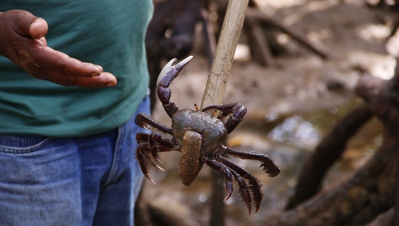 Veja a relação de catadores de caranguejo aprovados no projeto Vida no Mangue